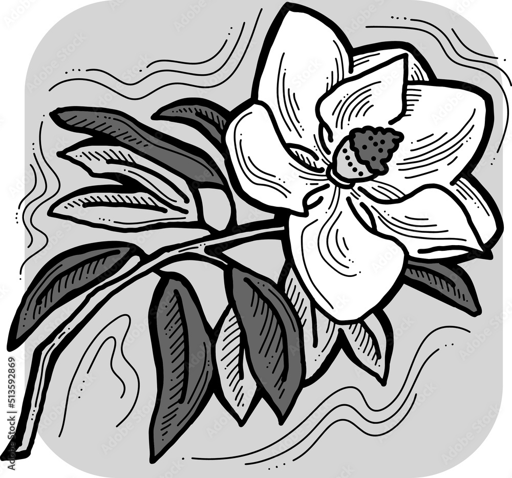 Beautiful spring flowers magnolia with green leaves. Decorative element for post card, print, poster. Wedding blooms to save the date. Hand drawn bohemian style vector illustration. Line art drawing. Beautiful spring flowers magnolia with green leaves. Decorative element for post card, print, poster. Wedding blooms to save the date. Hand drawn bohemian style vector illustration. Line art drawing.