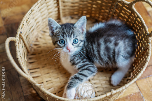 Little cute multicolored newborn kitten in basket looking at camera