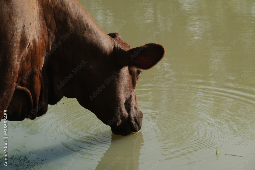 Santa Gertrudis cow drinking pond water for cattle hydration on Texas ranch concept. Santa Gertrudis cow drinking pond water for cattle hydration on Texas ranch concept.
