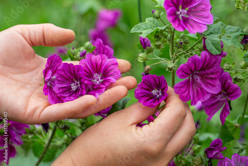 woman's hands harvesting mallow flower. Plant with medicinal and culinary properties