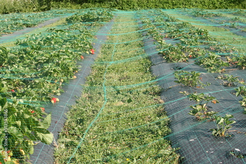 Erdbeerfeld mit Schutznetz - Fragaria
