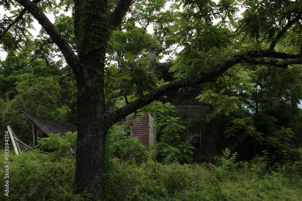 Fototapeta premium Abandoned old house in the woods