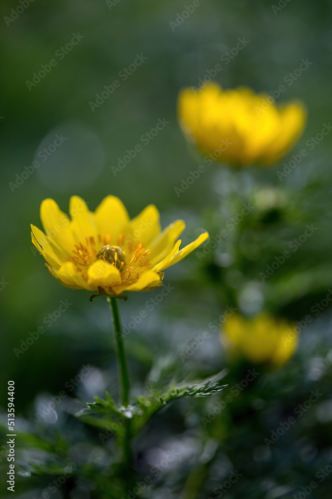 Yellow flowers on a dark green background. Natural background with selective focus Yellow flowers on a dark green background. Natural background with selective focus