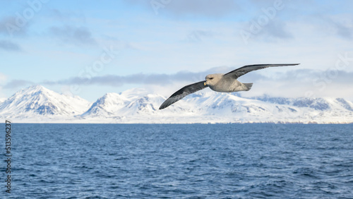 Tableau sur toile Northern fulmar (Fulmarus glacialis) in flight with Svalbard mountains in backgr