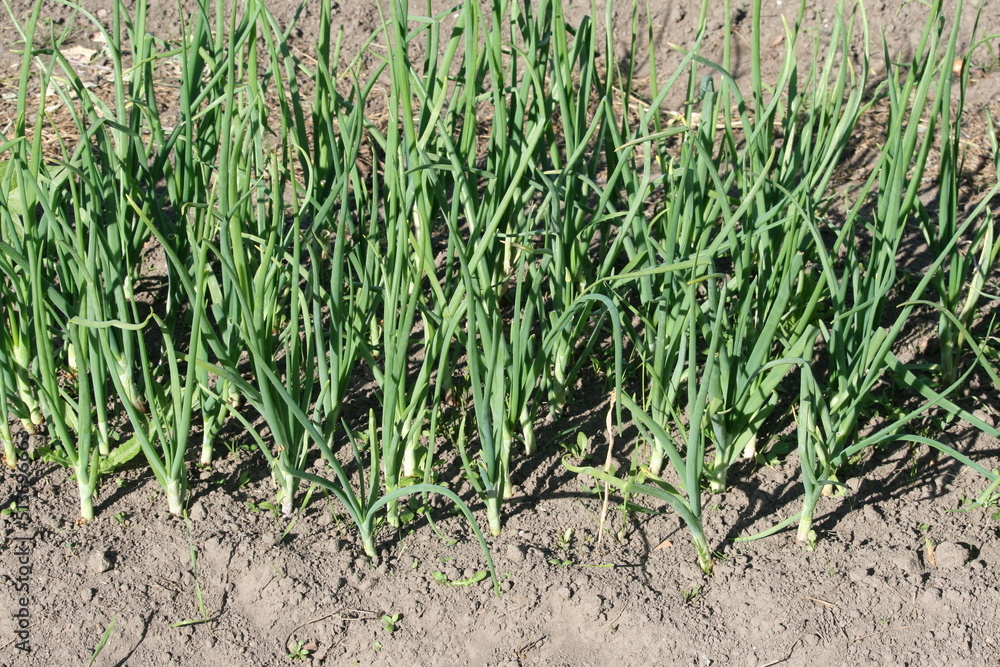 Obraz premium Zwiebeln im Garten - Allium cepa - Zwiebellauch, Bolle, Zipolle, Speisezwiebel, Küchenzwiebel, Gartenzwiebel, Sommerzwiebel, Hauszwiebel, Gemeine Zwiebel