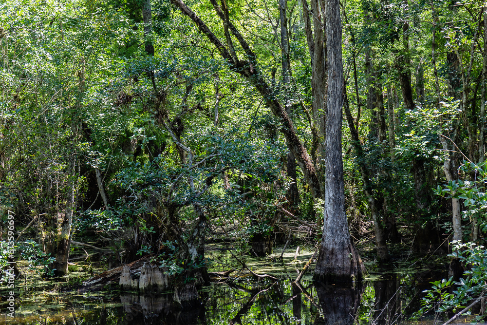 The Everglades The Everglades