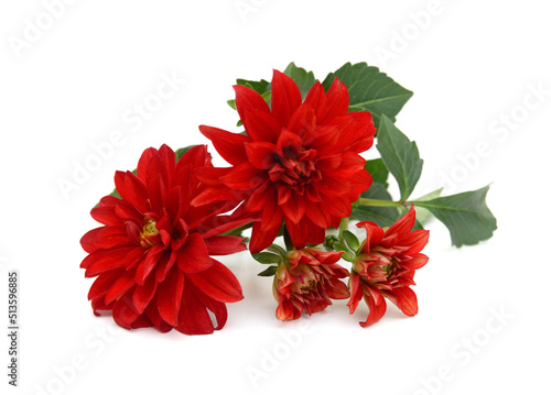 Beautiful Pink Nancilee Dahlia Flower with Yellow Center Isolated on White Background or Aster Family