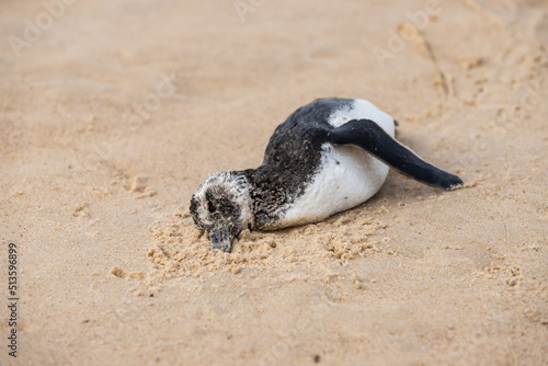 dead penguin on the beach
