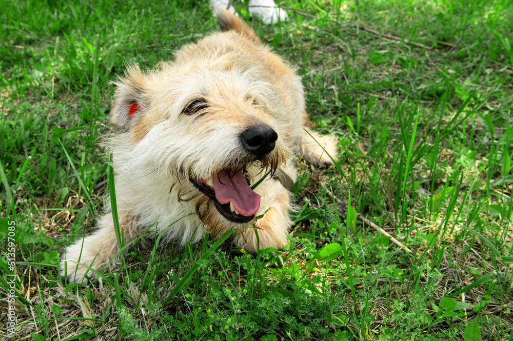 Fototapeta premium Happy dog walking with owner. Pets and lifestyle outdoors