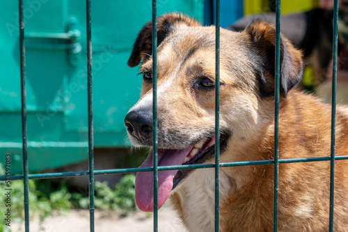 Portrait of homeless black dog in animal shelter cage.