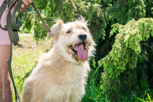 Happy dog walking with owner. Pets and lifestyle outdoors