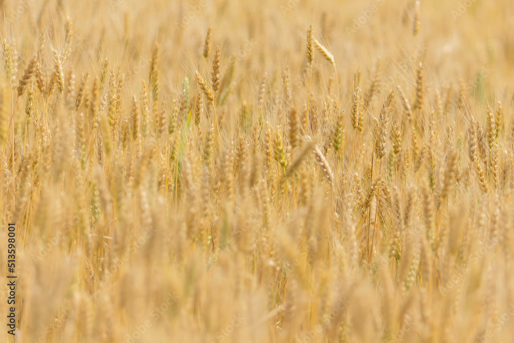 Spikelets of wheat on the field in summer afternoon Spikelets of wheat on the field in summer afternoon