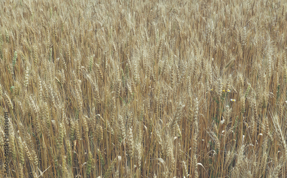 Spikelets of wheat on the field in summer afternoon