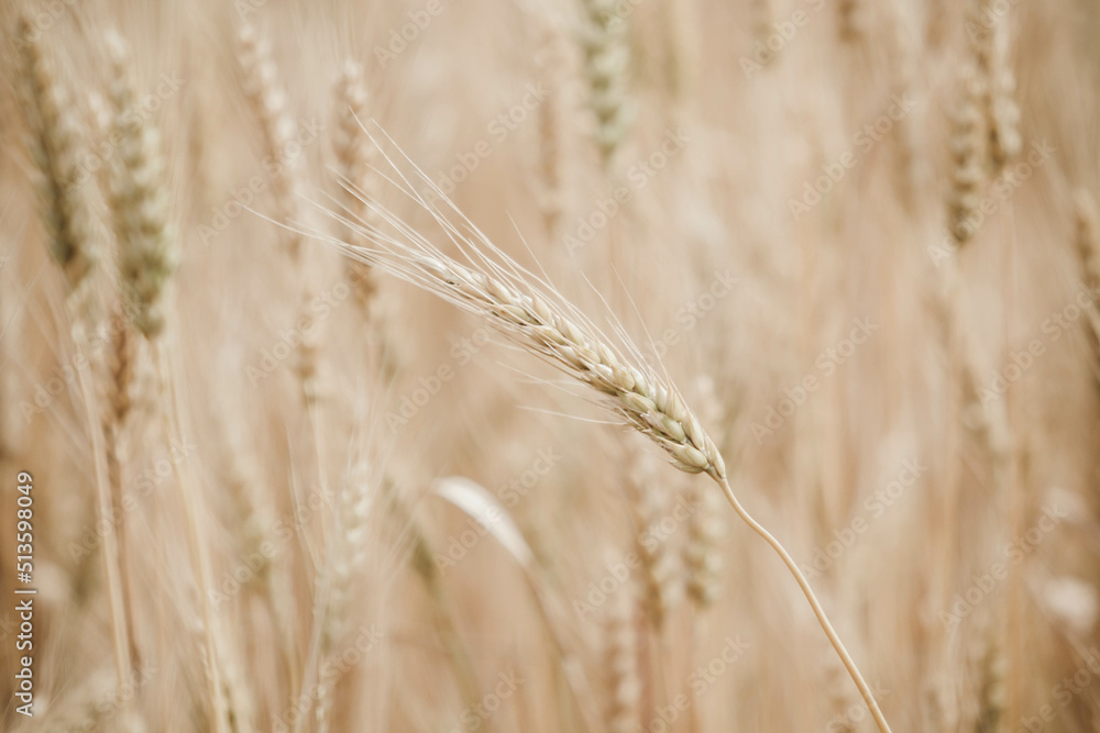 Spikelets of wheat on the field in summer afternoon Spikelets of wheat on the field in summer afternoon