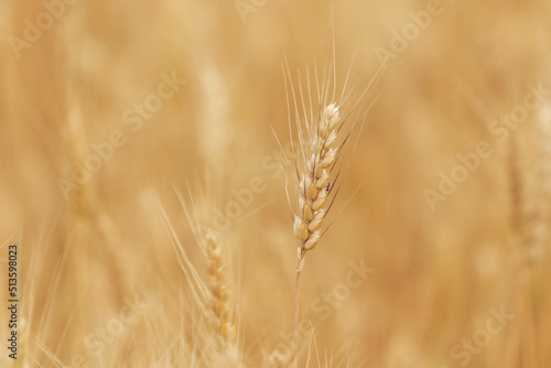 Spikelets of wheat on the field in summer afternoon