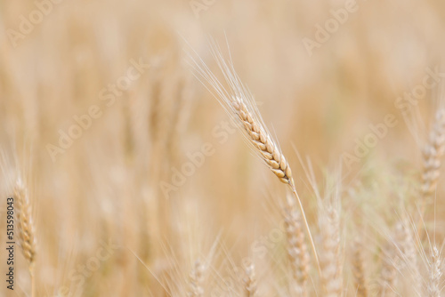 Spikelets of wheat on the field in summer afternoon © olegdubyna
