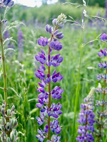 A field of lupines. Violet lupin in meadow.Summer meadow with blooming lupins.
