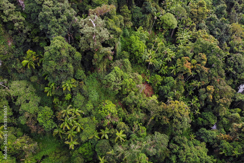 Amazing lush rainforest in Queensland, Australia from aerial view. Bright green, natural colours. 