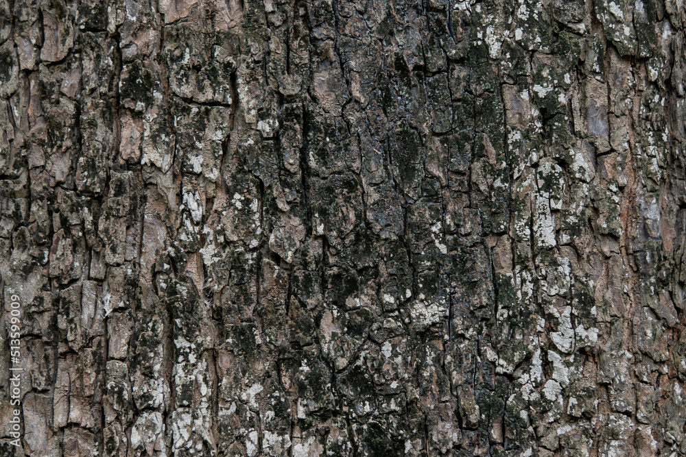 wood texture. Abstract wood texture background.
wood texture. Abstract wood texture background.
