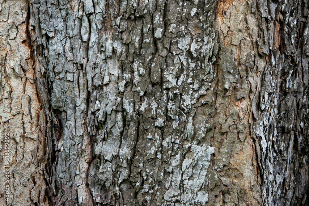 wood texture. Abstract wood texture background.
wood texture. Abstract wood texture background.