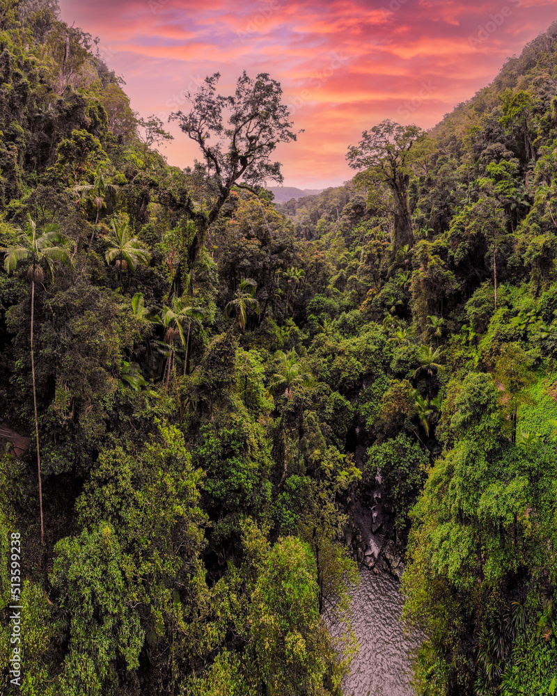 Fototapeta premium Stunning rainforest with pink sunset with dense, lush landscape surrounding the Australian scenic view. 