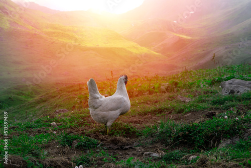 Photography Chickens on the background of the sunset