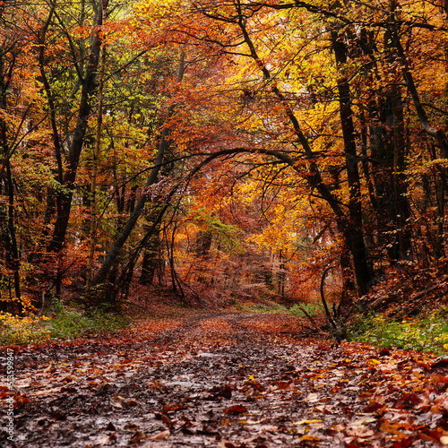 Beautiful  vibrant  colorfall fall leaves surrounding a walking path in the Palatinate forest of Germany.