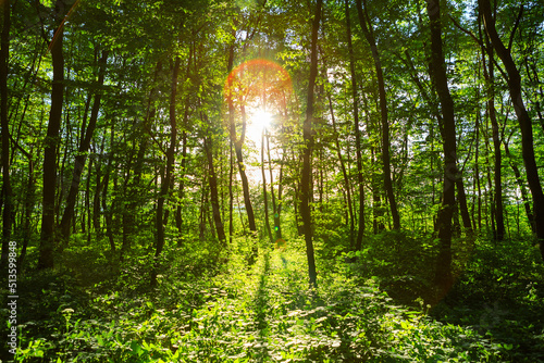 forest with path and bright sun shining through the trees