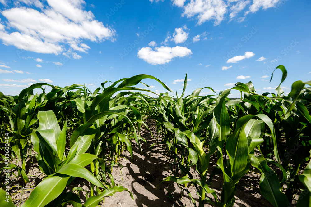 corn field against the blue sky. agricultural landscape corn field against the blue sky. agricultural landscape