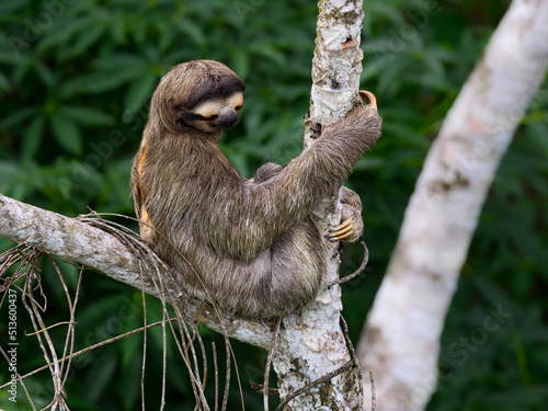 Sloth sitting on tree branch against green plants