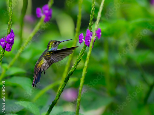 Blue-chested Hummingbird in flight collecting nectar from purple flower on green background