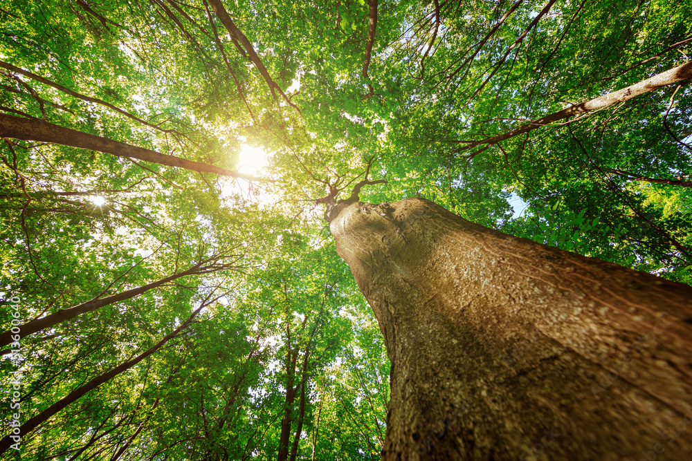 Fototapeta premium forest trees nature green wood sunlight backgrounds