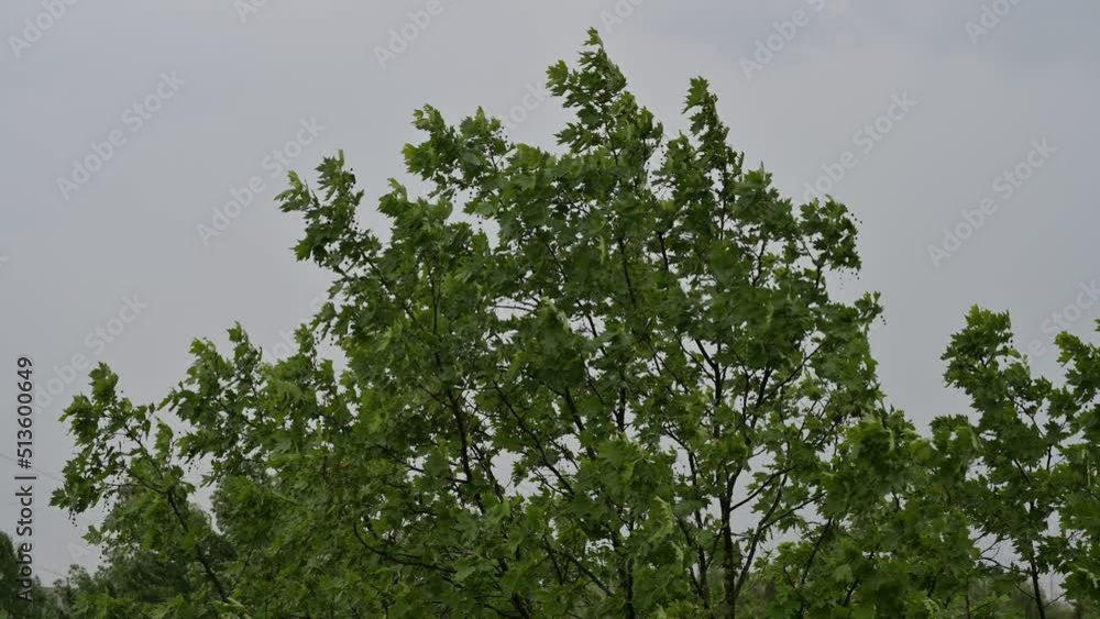 The wind shakes the branches of a maple after a strong hurricane. Lightning strikes. The wind shakes the branches of a maple after a strong hurricane. Lightning strikes.