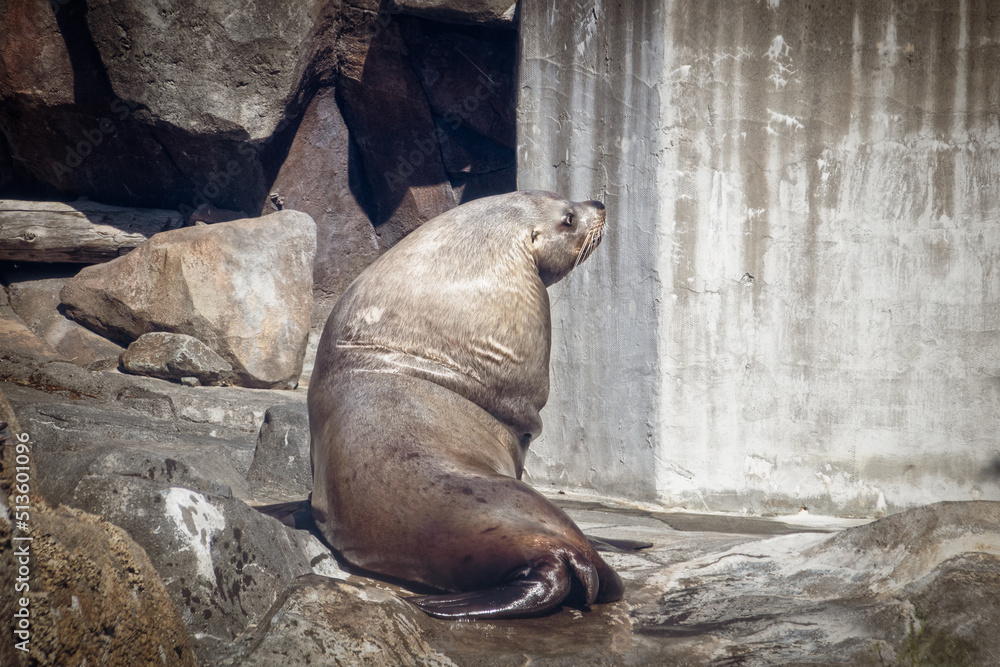 Sea lion in sealife center looking over his shoulder while resting on rocks after swiming round and round in his pool Sea lion in sealife center looking over his shoulder while resting on rocks after swiming round and round in his pool