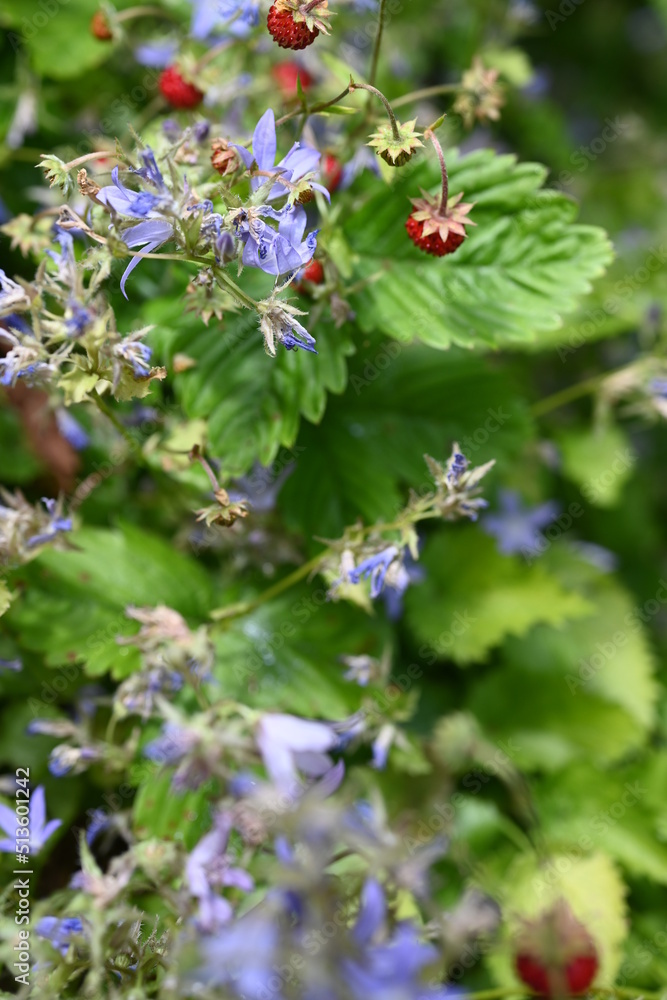 Walderdbeeren und lilafarbene Blumen Walderdbeeren und lilafarbene Blumen