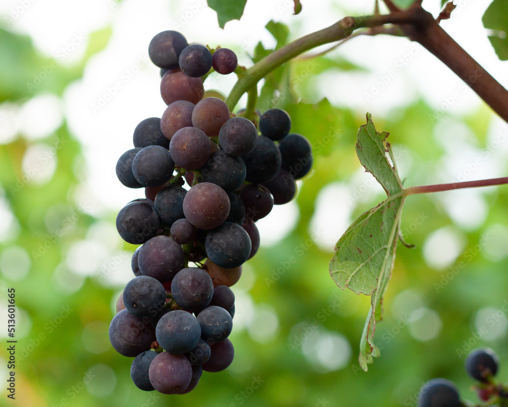 Fototapeta premium bunch of grapes in a vineyard