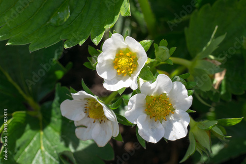 Portrait of three sunlit strawberry flowers