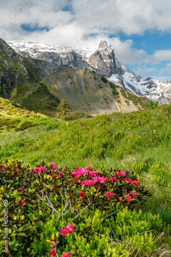 Frühling in den Alpen © Netzer Johannes