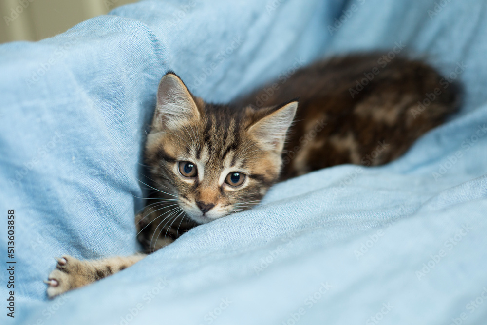 grey striped kitten, cute domestic pet, blue background