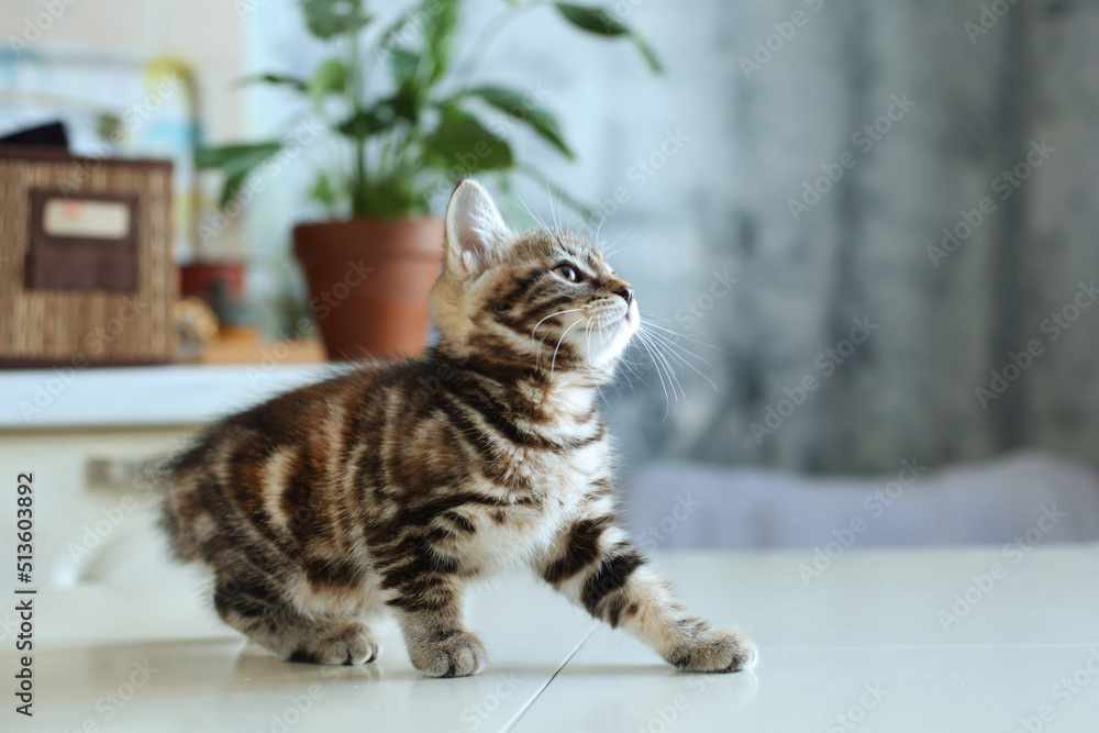Naklejka premium cute domestic pet, blue background, at home.