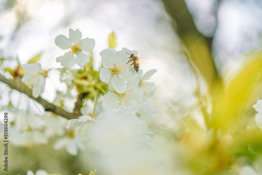 Springtime flowering branches and a bee with copy space banner
