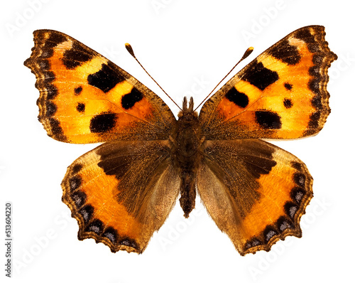 Small tortoiseshell btterfly (Aglais urticae) isolated on white background, is a butterfly of the family Nymphalidae