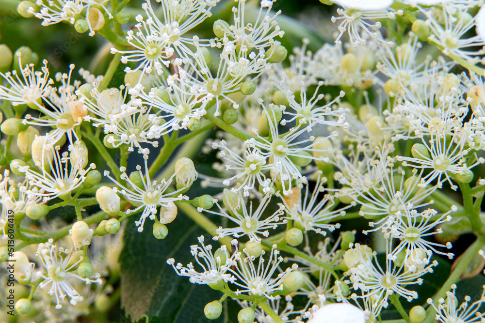 Flowers of hydrangea.Hydrangea petiole in garden.Blooming of Hydrangea petiolaris Flowers of hydrangea.Hydrangea petiole in garden.Blooming of Hydrangea petiolaris