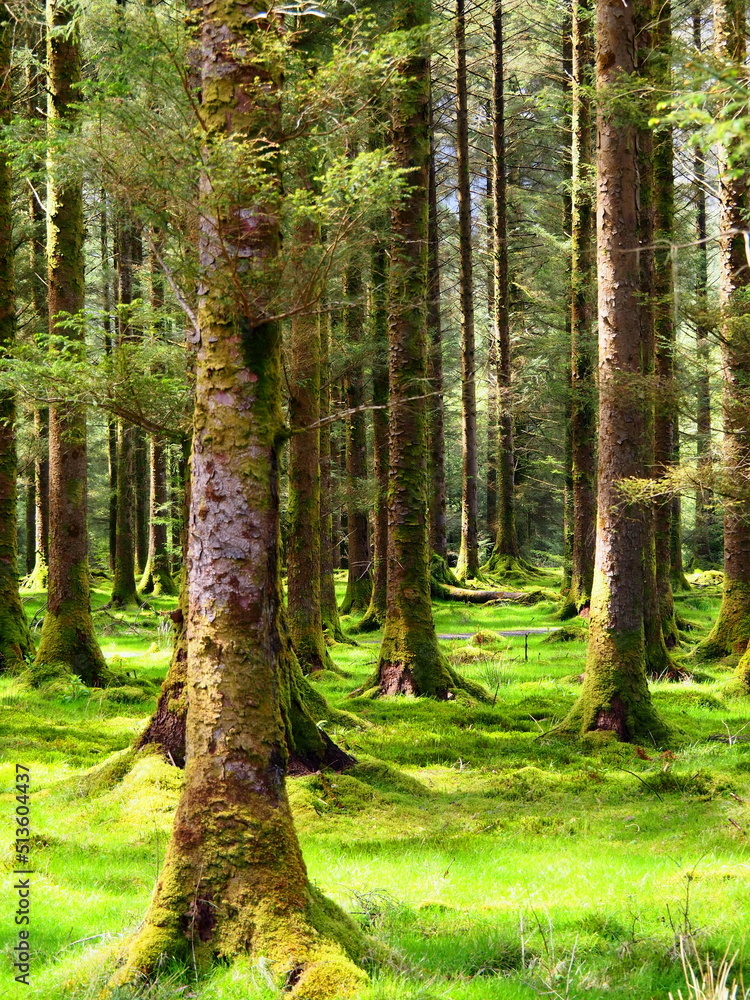 Fototapeta premium The middle of coniferous forest, Gougane Barra, Ireland