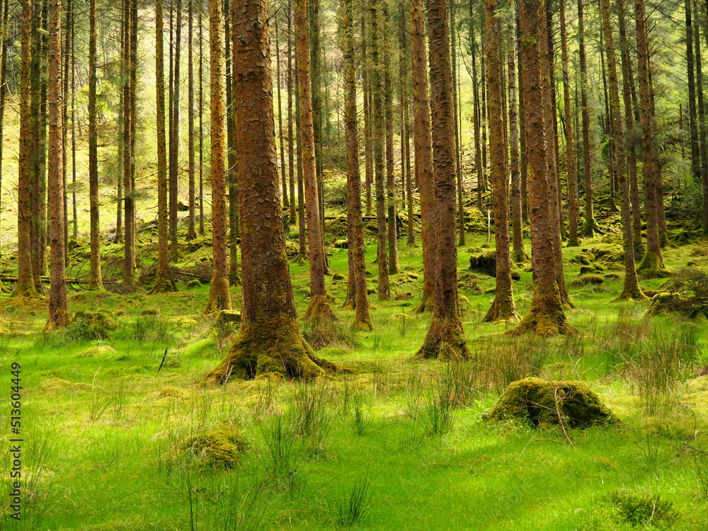 Obraz premium Brown bark trees on green grass, Gougane Barra, Ireland