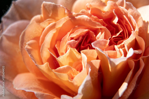 Scarlet rose close up. Red rose in a garden. Gardening. Blooming rose. Flowers in garden photo