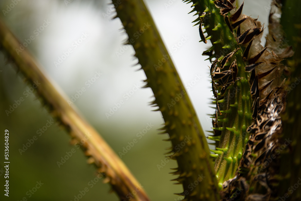 close up of a fern trunk