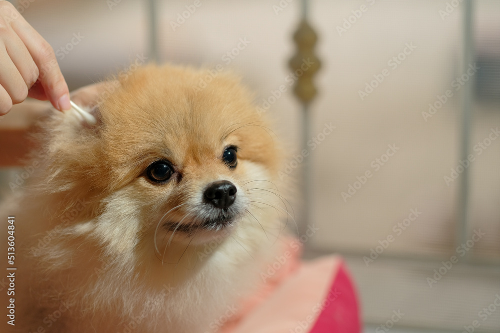 Cute Pomeranian dog with ear picking for cleaning from owner. Cleaning the dog's ears on home background. pet grooming in stay house. Pet care. Cute Pomeranian dog with ear picking for cleaning from owner. Cleaning the dog's ears on home background. pet grooming in stay house. Pet care.