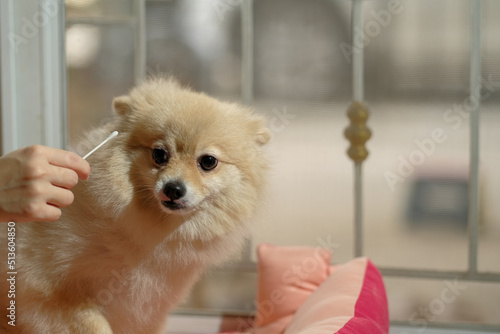 Cute Pomeranian dog with ear picking for cleaning from owner. Cleaning the dog's ears on home background. pet grooming in stay house. Pet care.