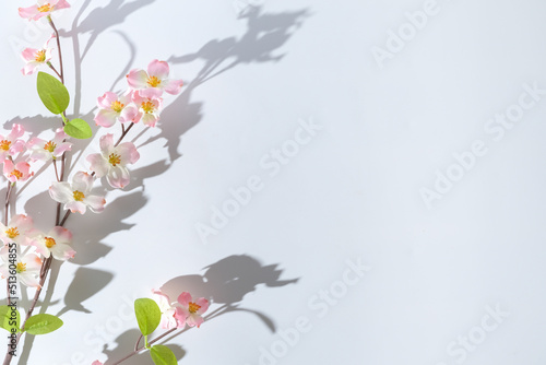 Transparent light and shadows from branches, plant, foliage and leaves. Sun and shadows. Gray shadow of the leaves with pink flower. Space for text, blank background for advertising. © Ingon